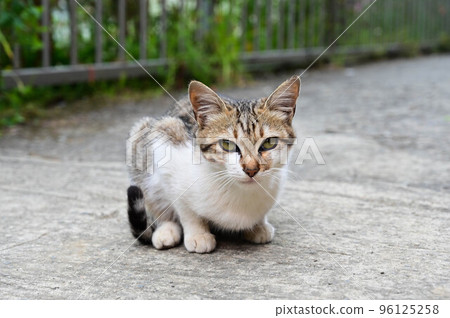 cat cat, wild cat cat, animal, tiger spotted cat, gift, little cat cat cat, wild cat cat, animal, tiger spotted cat, gift, little cat 96125258