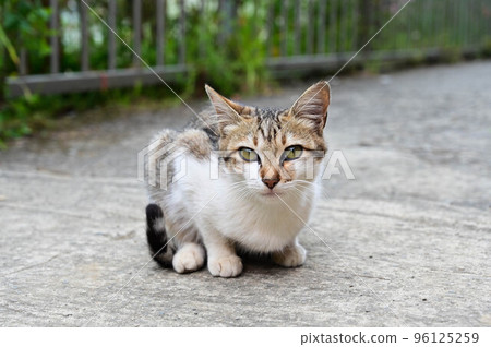 cat cat, wild cat cat, animal, tiger spotted cat, gift, little cat cat cat, wild cat cat, animal, tiger spotted cat, gift, little cat 96125259