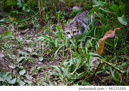 cat cat, wild cat cat, animal, tiger spotted cat, gift, little cat cat cat, wild cat cat, animal, tiger spotted cat, gift, little cat 96125268