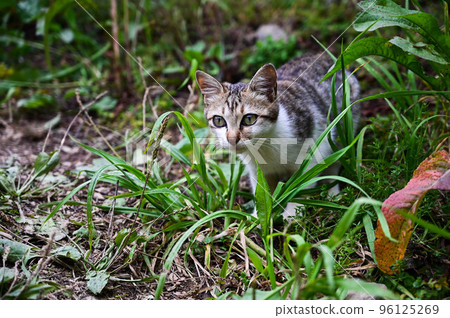 cat cat, wild cat cat, animal, tiger spotted cat, gift, little cat cat cat, wild cat cat, animal, tiger spotted cat, gift, little cat 96125269