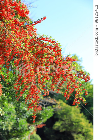 Pyracantha fruit 96125412