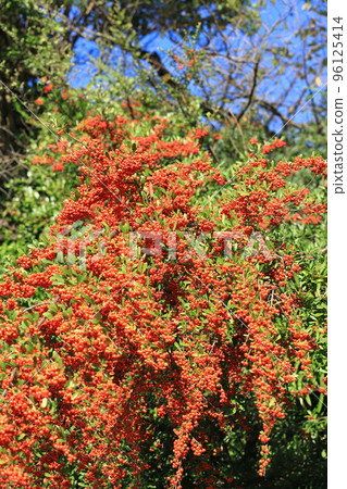 Pyracantha fruit Pyracantha fruit 96125414