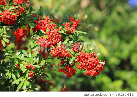 Pyracantha fruit Pyracantha fruit 96125418