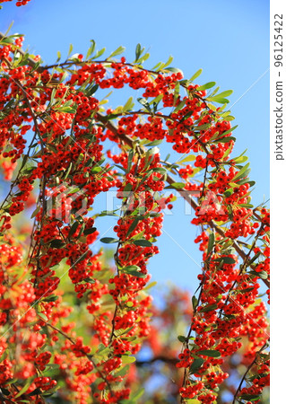 Pyracantha fruit Pyracantha fruit 96125422