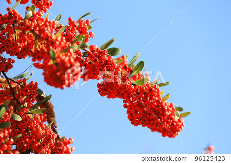 Pyracantha fruit Pyracantha fruit 96125423