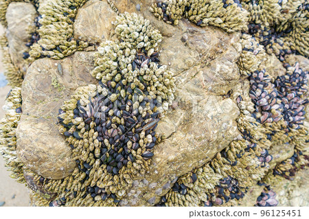 海龜的手、藤壺、貽貝、海洋生物 96125451