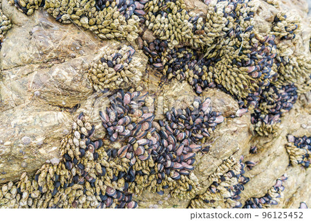 Turtle's hand, barnacles, mussels, sea creatures 96125452
