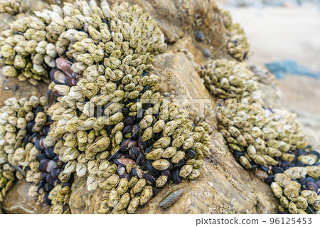 Turtle's hand, barnacles, mussels, sea creatures 96125453