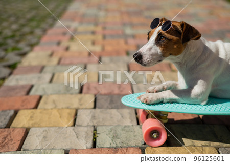 Jack russell terrier dog in sunglasses rides a penny board outdoors. 96125601
