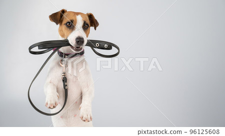 Jack russell terrier dog holding a leash on a white background. Jack russell terrier dog holding a leash on a white background. 96125608