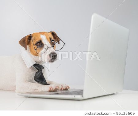 Jack russell terrier dog in glasses and tie works on laptop on white background. Jack russell terrier dog in glasses and tie works on laptop on white background. 96125609