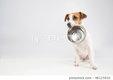 Hungry jack russell terrier holding an empty bowl on a white background. The dog asks for food. Hungry jack russell terrier holding an empty bowl on a white background. The dog asks for food. 96125610