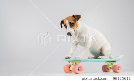Dog on a penny board on a white background. Jack Russell Terrier rides a skateboard in the studio. Dog on a penny board on a white background. Jack Russell Terrier rides a skateboard in the studio. 96125611