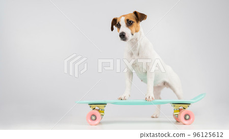 Dog on a penny board on a white background. Jack Russell Terrier rides a skateboard in the studio. 96125612