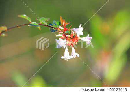 花園筑波空木或阿貝利亞 96125643