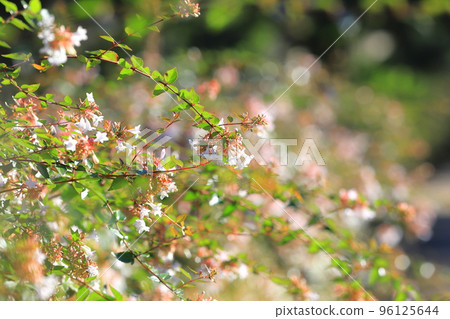 花園筑波空木或阿貝利亞 96125644