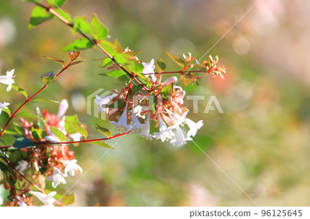 花園筑波空木或阿貝利亞 花園筑波空木或阿貝利亞 96125645