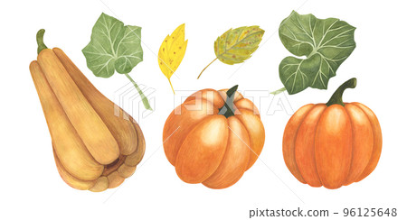 Set Ripe pumpkin and leaves watercolor isolated on white. Autumn thanksgiving harvest illustration. Art for design 96125648