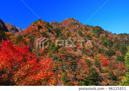 [Tokushima Prefecture] Autumn leaves of Takanose Gorge at its peak 96125851