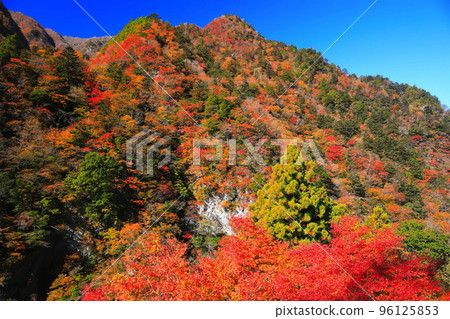 [Tokushima Prefecture] Autumn leaves of Takanose Gorge at its peak 96125853