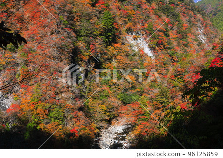 [德島縣]高之瀨峽谷的紅葉高峰 96125859
