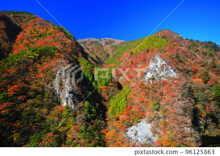 [Tokushima Prefecture] Autumn leaves of Takanose Gorge at its peak 96125863
