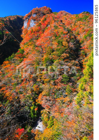 [Tokushima Prefecture] Autumn leaves of Takanose Gorge at its peak 96125865
