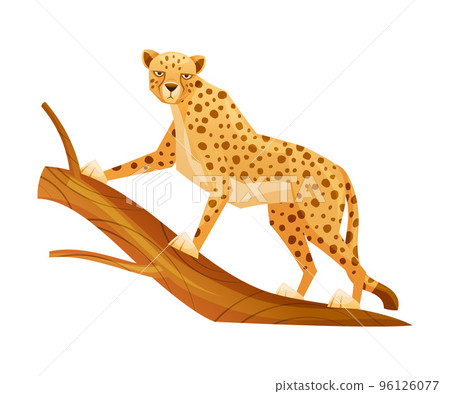 Cheetah as African Large Cat with Long Tail and Black Spots on Coat Standing on Tree Branch Vector Illustration 96126077