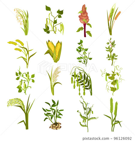 Set of culinary agricultural legume plants. Corn, beans, wheat, millet, mung beans, soybeans cartoon vector illustration Set of culinary agricultural legume plants. Corn, beans, wheat, millet, mung beans, soybeans cartoon vector illustration 96126092
