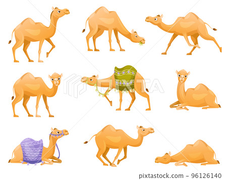 Brown Camel as Even-toed Ungulate Desert Animal in Different Pose Vector Set 96126140