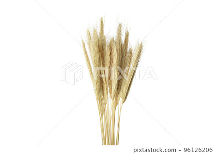 Spikelets isolated on white background, Hygge concept 96126206