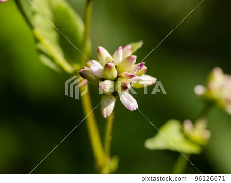 開花在沼澤地的味噌湯 96126671