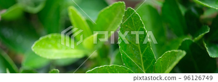 Hand touching green fresh tea leaves closeup 96126749