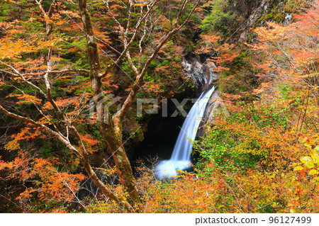 [Tokushima Prefecture] Fall foliage at the golden age of Ogama Falls 96127499