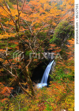 [德島縣]大釜瀑布黃金時代的紅葉 96127501