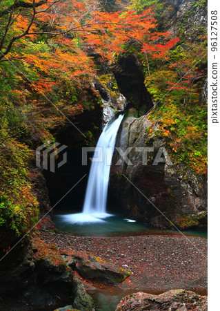 [Tokushima Prefecture] Fall foliage at the golden age of Ogama Falls 96127508