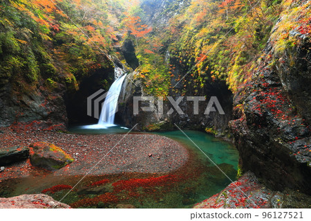 [德島縣]大釜瀑布黃金時代的紅葉 96127521