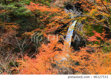 [Tokushima Prefecture] Fall foliage at the golden age of Ogama Falls 96127531
