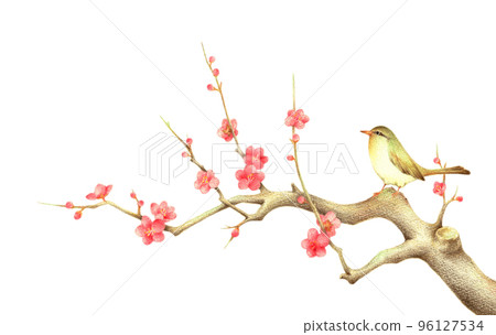 一隻夜鶯棲息在紅梅枝上 1 手繪彩色鉛筆劃 一隻夜鶯棲息在紅梅枝上 1 手繪彩色鉛筆劃 96127534