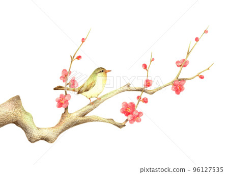 A nightingale perched on a red plum branch 2 Hand-drawn colored pencil drawing 96127535