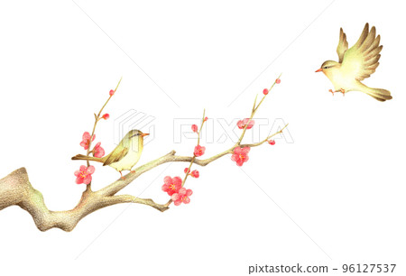 A nightingale perched on a red plum branch and a nightingale flapping its wings 2 Hand-drawn colored pencil drawing 96127537