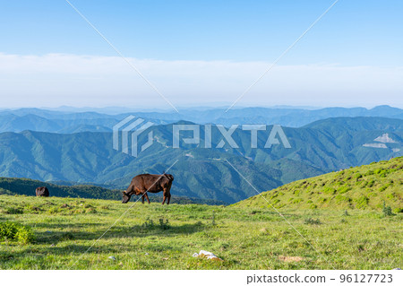 Ehime Prefecture: Sunny Shikoku Karst and pastured cows Ehime Prefecture: Sunny Shikoku Karst and pastured cows 96127723