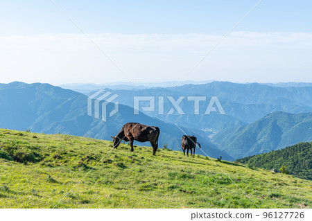 Ehime Prefecture: Sunny Shikoku Karst and pastured cows 96127726