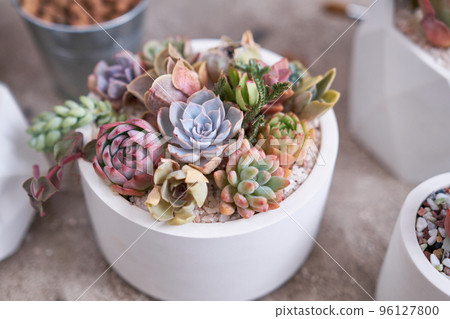 Group of Echeveria and Pachyveria opalina Succulent house plants in a pot on concrete table 96127800