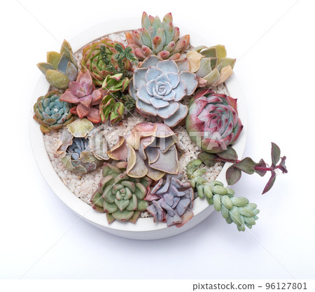 Group of Echeveria and Pachyveria opalina Succulent house plants in a pot 96127801