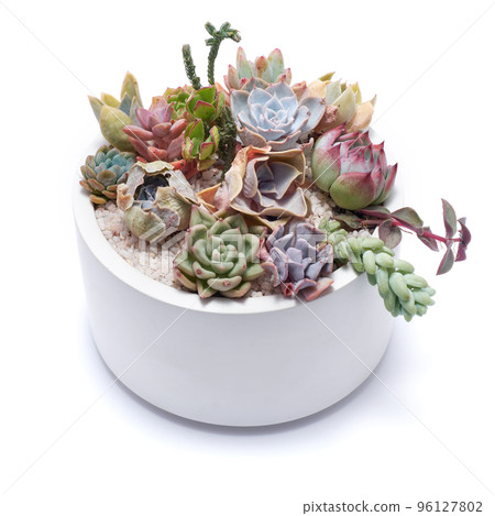 Group of Echeveria and Pachyveria opalina Succulent house plants in a pot 96127802