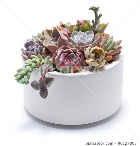 Group of Echeveria and Pachyveria opalina Succulent house plants in a pot 96127803