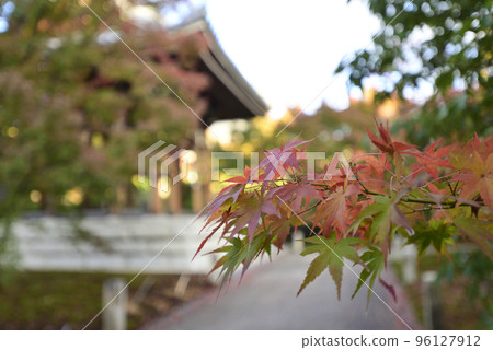 Chishakuin Momiji Chishakuin Momiji 96127912