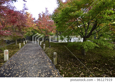 知影印紅葉 96127919