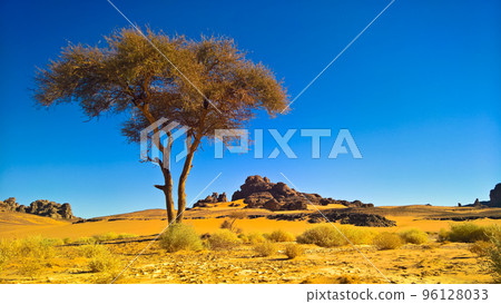 Desert Landscape with Acacia in Moul Naga valley at in Tassili nAjjer national park in Algeria Desert Landscape with Acacia in Moul Naga valley at in Tassili nAjjer national park in Algeria 96128033